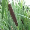 Roots Plants Common Bulrush | Typha Latifolia 1 Roots Plants Common Bulrush | Typha Latifolia