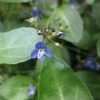 Roots Plants Water Pimpernel | Veronica Beccabunga All Pond Plants 2 Roots Plants Water Pimpernel | Veronica Beccabunga All Pond Plants