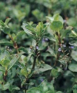 Roots Plants Water Pimpernel | Veronica Beccabunga All Pond Plants