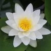Roots Plants Large White Water Lily | Nymphaea Virginalis