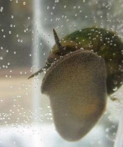 Roots Plants 5 Trapdoor Snails (Viviparus Viviparus)