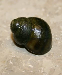 Roots Plants 5 Trapdoor Snails (Viviparus Viviparus)