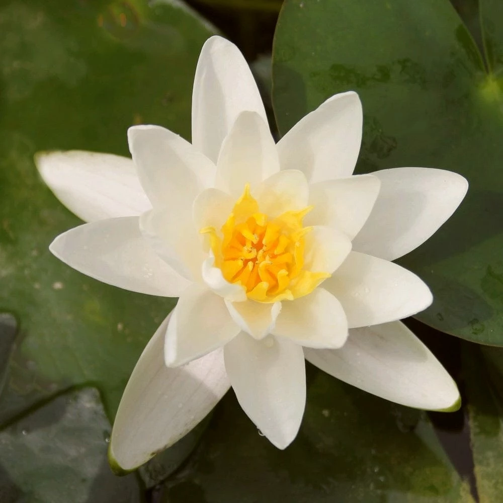 Roots Plants Water Lily | Nymphaea Albatross 4 Roots Plants Water Lily | Nymphaea Albatross