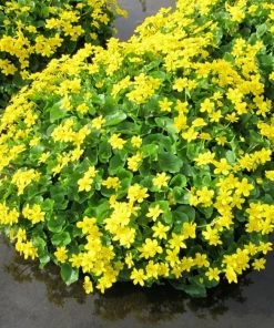 Roots Plants Marsh Marigold | Caltha Palustris