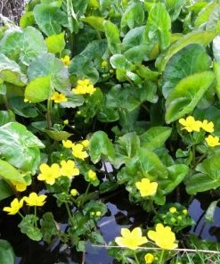 Roots Plants Giant Marsh Marigold | Caltha Palustris Polypetala