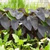Roots Plants All Pond Plants Colocasia Rubra Black Magic | Elephant Ear Plant 1 Roots Plants All Pond Plants Colocasia Rubra Black Magic | Elephant Ear Plant