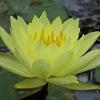 Roots Plants Water Lily | Nymphaea Lemon Mist