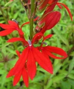Roots Plants Lobelia Cardinalis | Cardinal Flower All Pond Plants