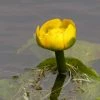 Roots Plants Yellow Water Lily | Nuphar Lutea 1 Roots Plants Yellow Water Lily | Nuphar Lutea