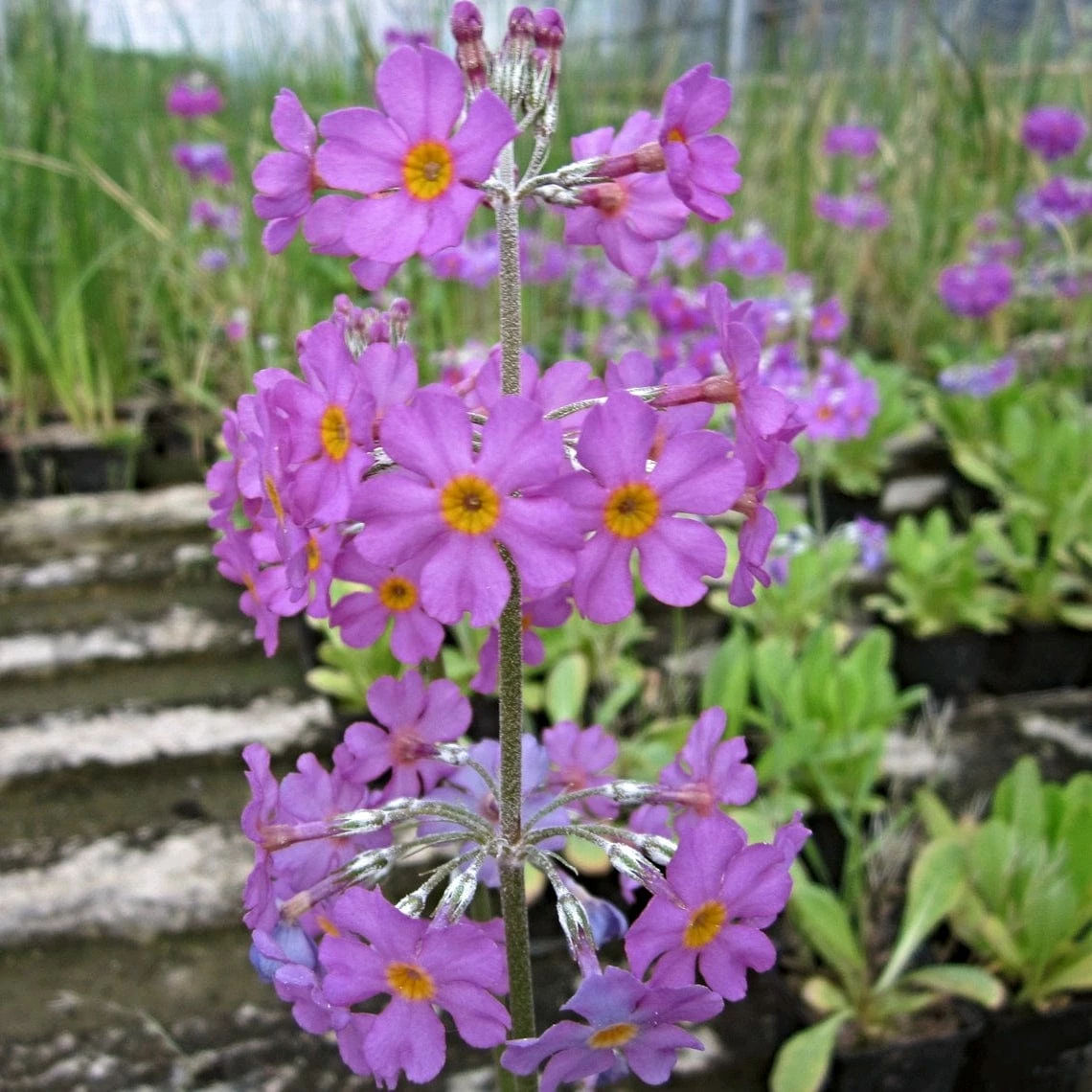 Roots Plants All Pond Plants Bee's Primula | Primula Beesiana 4 Roots Plants All Pond Plants Bee's Primula | Primula Beesiana