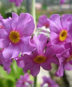 Roots Plants All Pond Plants Bee's Primula | Primula Beesiana 12 Roots Plants All Pond Plants Bee's Primula | Primula Beesiana