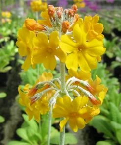 Roots Plants All Pond Plants Bee's Primula | Primula Beesiana 14 Roots Plants All Pond Plants Bee's Primula | Primula Beesiana