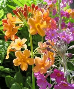 Roots Plants All Pond Plants Bulley's Primrose | Primula Bulleyana 6 Roots Plants All Pond Plants Bulley's Primrose | Primula Bulleyana