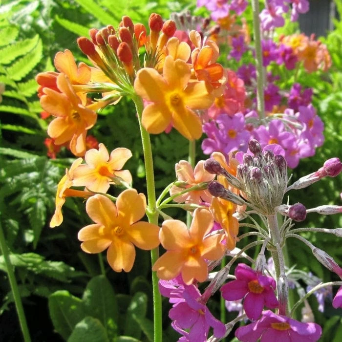 Roots Plants All Pond Plants Bulley's Primrose | Primula Bulleyana 4 Roots Plants All Pond Plants Bulley's Primrose | Primula Bulleyana