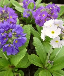 Roots Plants Drumstick Primula | Primula Denticulata All Pond Plants