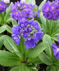 Roots Plants Drumstick Primula | Primula Denticulata All Pond Plants