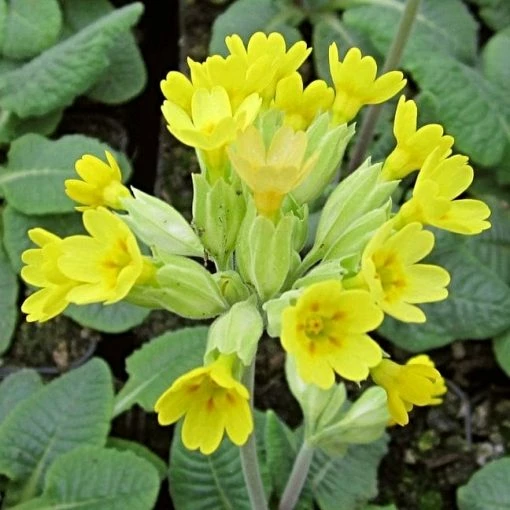 Roots Plants All Pond Plants Cowslip | Primula Veris