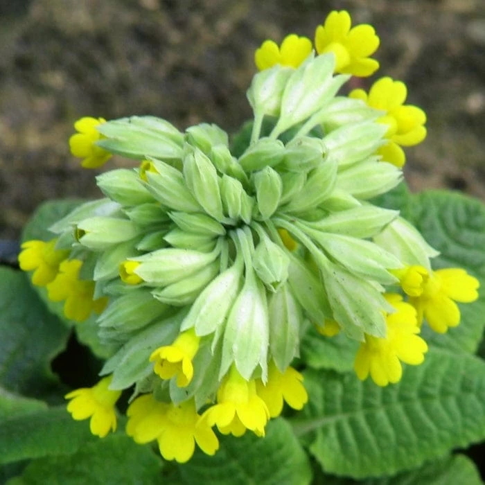 Roots Plants All Pond Plants Cowslip | Primula Veris 5 Roots Plants All Pond Plants Cowslip | Primula Veris