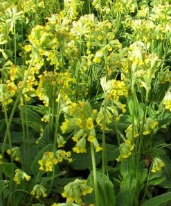 Roots Plants All Pond Plants Cowslip | Primula Veris 6 Roots Plants All Pond Plants Cowslip | Primula Veris