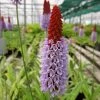 Roots Plants Orchid Primrose | Primula Vialii All Pond Plants 2 Roots Plants Orchid Primrose | Primula Vialii All Pond Plants