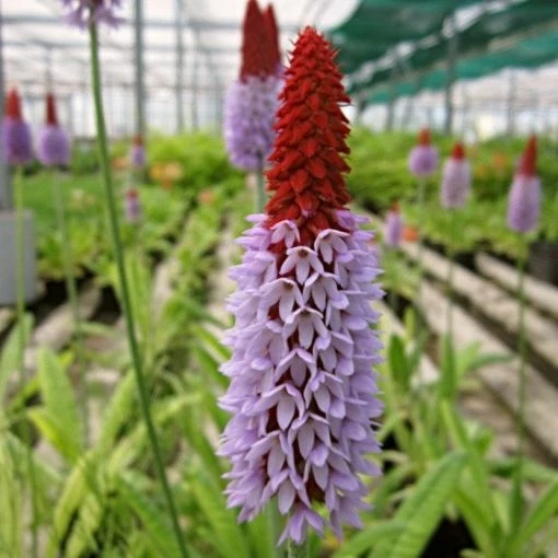 Roots Plants Orchid Primrose | Primula Vialii All Pond Plants