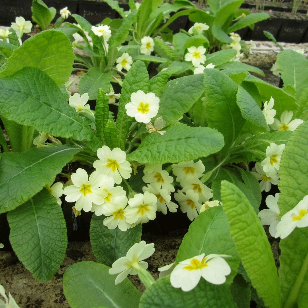 Roots Plants Wild Primrose | Primula Vulgaris 3 Roots Plants Wild Primrose | Primula Vulgaris