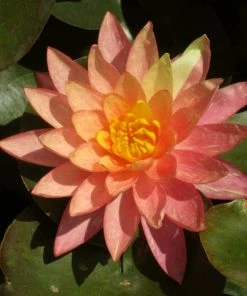 Roots Plants Variegated Water Lily | Nymphaea Wanvisa 12 Roots Plants Variegated Water Lily | Nymphaea Wanvisa