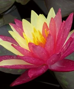 Roots Plants Variegated Water Lily | Nymphaea Wanvisa 11 Roots Plants Variegated Water Lily | Nymphaea Wanvisa