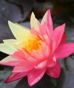 Roots Plants Variegated Water Lily | Nymphaea Wanvisa 14 Roots Plants Variegated Water Lily | Nymphaea Wanvisa