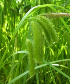 Roots Plants Pond Plants For Wildlife Collection 24 Roots Plants Pond Plants For Wildlife Collection