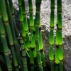 Roots Plants Rough Horsetail | Equisetum Hyemale All Pond Plants