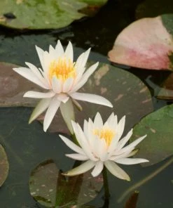 Roots Plants Water Lily 'Arc-en-Ciel' | Nymphaea | 3L Pot