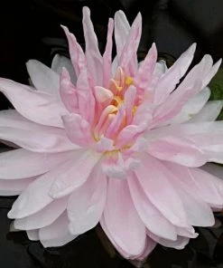 Roots Plants Water Lily 'Gloire Du Temple Sur Lot' | Nymphaea | 3L Pot