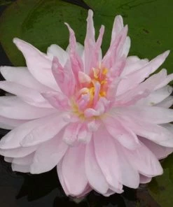 Roots Plants Water Lily 'Gloire Du Temple Sur Lot' | Nymphaea | 3L Pot