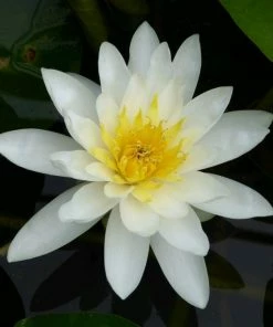 Roots Plants Water Lily | Nymphaea Marliacea 'Albida' | 3L Pot