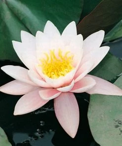 Roots Plants Large Water Lily | Nymphaea Marliacea 'Rosea' | 3L Pot