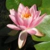 Roots Plants Fragrant Water Lily | Nymphaea Odorata 'Firecrest' | 3L Pot 2 Roots Plants Fragrant Water Lily | Nymphaea Odorata 'Firecrest' | 3L Pot