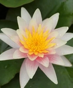 Roots Plants Fragrant Water Lily 'Sioux' | Nymphaea | 3L Pot