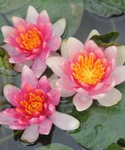 Roots Plants Dwarf Water Lily 'Solfatare' | Nymphaea | 3L Pot 14 Roots Plants Dwarf Water Lily 'Solfatare' | Nymphaea | 3L Pot