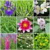 Roots Plants All Pond Plants Best Pond Plants For Any Size Pond | All In One | Oxygenating & Wildlife | Flowers & Structure 1 Roots Plants All Pond Plants Best Pond Plants For Any Size Pond | All In One | Oxygenating & Wildlife | Flowers & Structure
