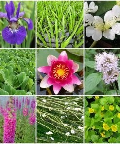 Roots Plants All Pond Plants Best Pond Plants For Any Size Pond | All In One | Oxygenating & Wildlife | Flowers & Structure