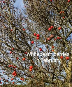 Roots Plants Whitebeam Tree | Sorbus Aria 'Lutescens' Trees & Shrubs