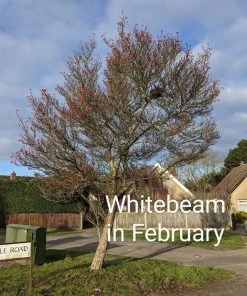 Roots Plants Whitebeam Tree | Sorbus Aria 'Lutescens' Trees & Shrubs