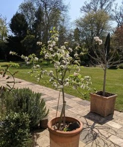 Roots Plants Egremont Russet Apple Tree Dwarfing Rootstock