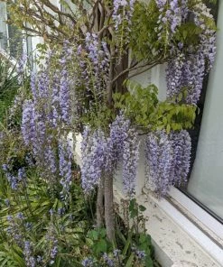 Roots Plants Wisteria Floribunda 'Macrobotrys' | Japanese Wisteria | On A 90cm Cane In A 3L Pot