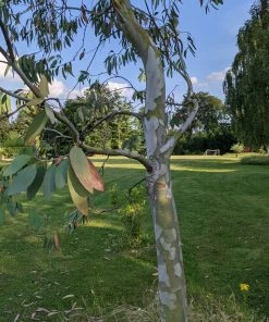 Roots Plants Snow Gum Tree | Eucalyptus Pauciflora'Niphophila' Trees & Shrubs