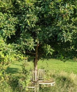 Roots Plants Fruits Nottingham Medlar Tree