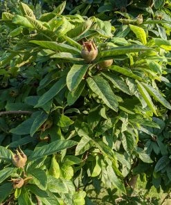 Roots Plants Fruits Nottingham Medlar Tree