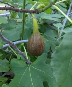 Roots Plants Brown Turkey Fig Tree Fruits