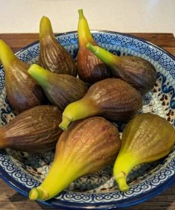 Roots Plants Brown Turkey Fig Tree Fruits